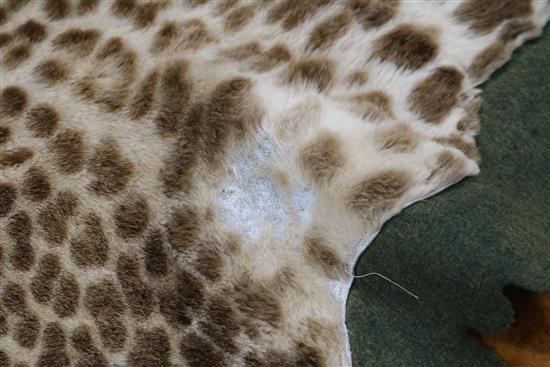 An Indian leopard rug, mounted on a green baize cloth with brass hanging rings